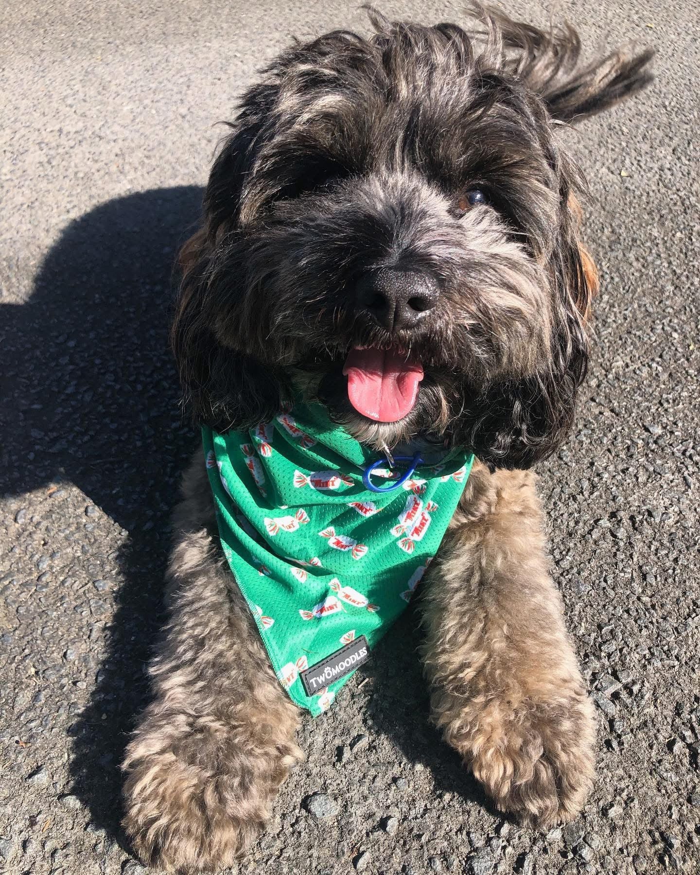 BANDANA - MINTIES
