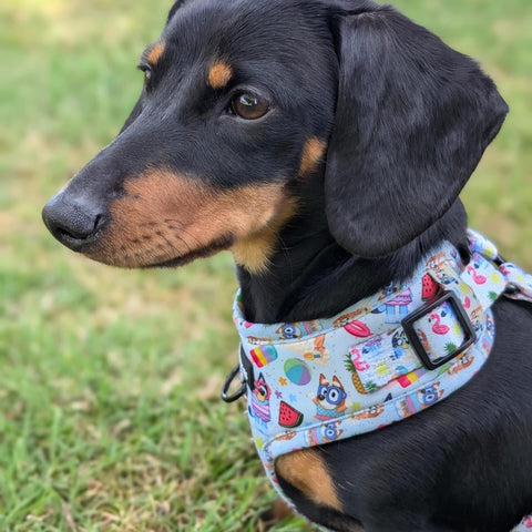 HARNESS ADJUSTABLE - BEACH BLUEY