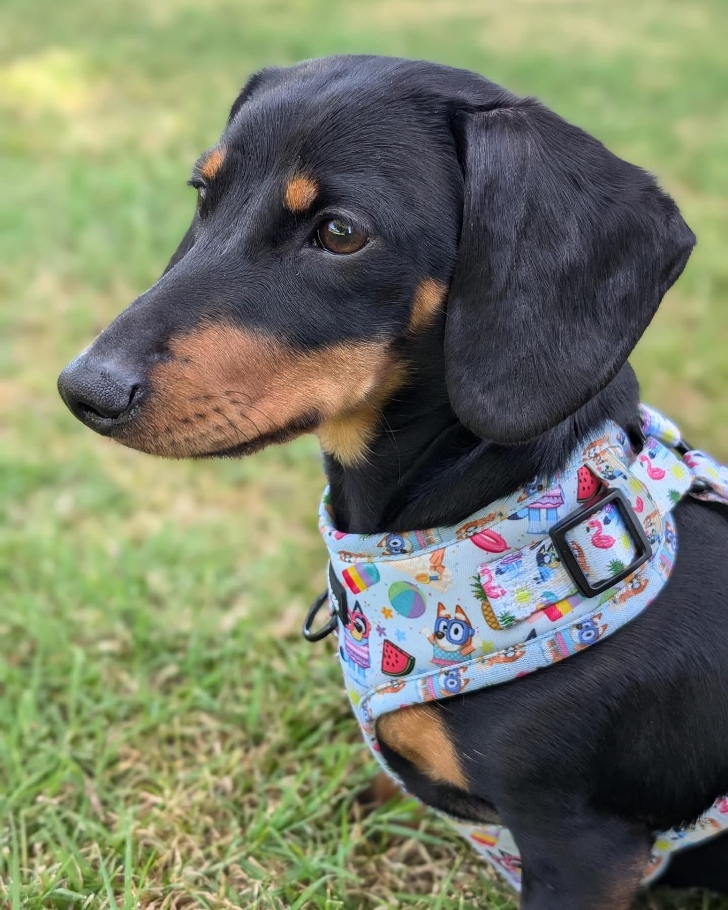 HARNESS ADJUSTABLE - BEACH BLUEY