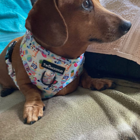 HARNESS ADJUSTABLE - BEACH BLUEY