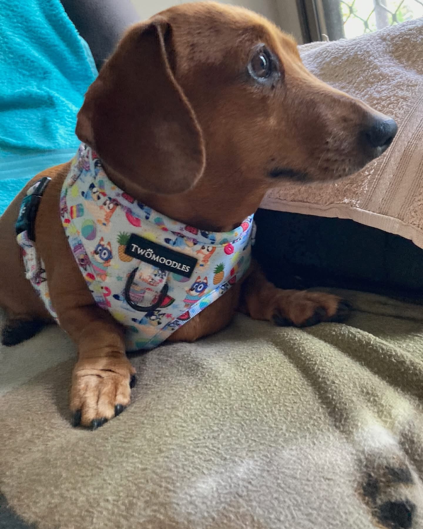 HARNESS ADJUSTABLE - BEACH BLUEY