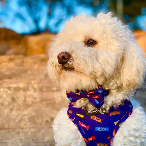 Small white dog wearing Favemutts adjustable dog harness and matching bow tie by Twomoodles