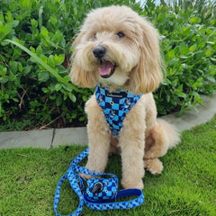 HARNESS ADJUSTABLE - TRUE BLUEY