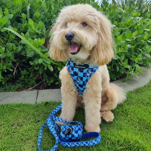 HARNESS ADJUSTABLE - TRUE BLUEY