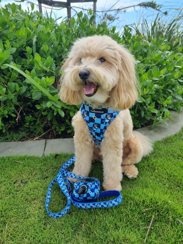 HARNESS ADJUSTABLE - TRUE BLUEY