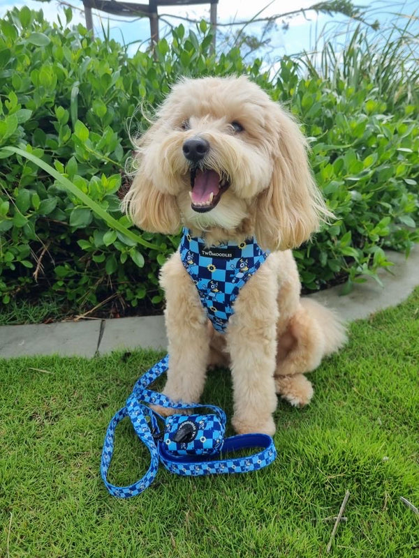 HARNESS ADJUSTABLE - TRUE BLUEY