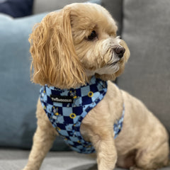 HARNESS ADJUSTABLE - TRUE BLUEY