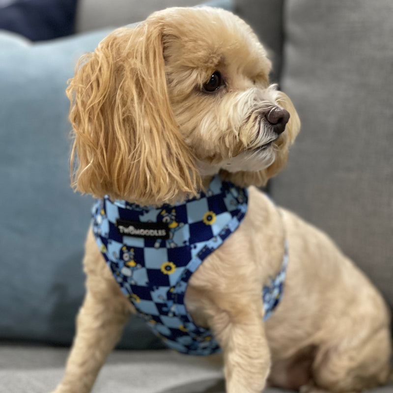 HARNESS ADJUSTABLE - TRUE BLUEY