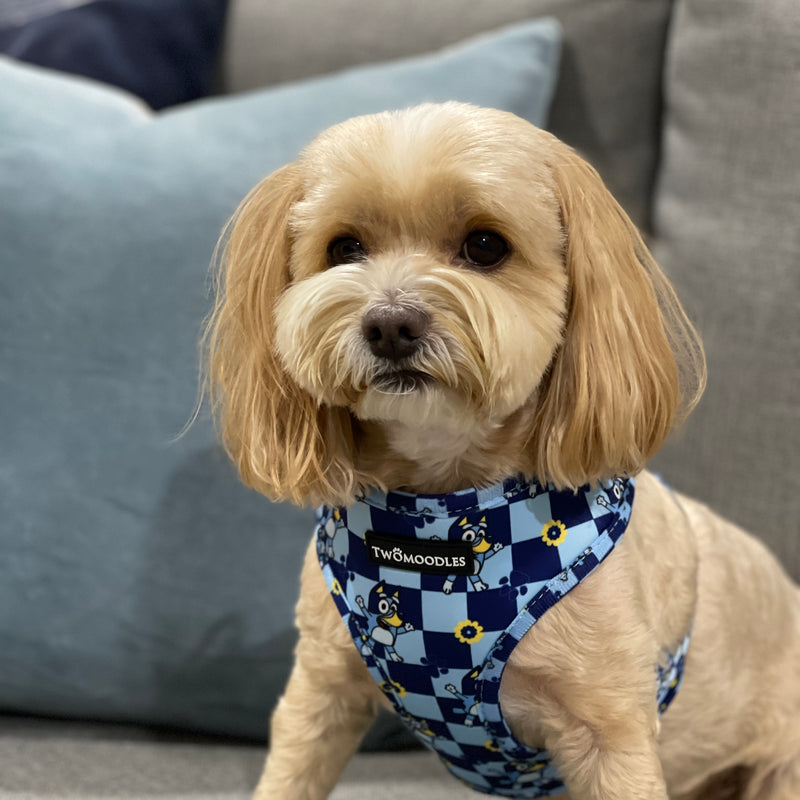 HARNESS ADJUSTABLE - TRUE BLUEY