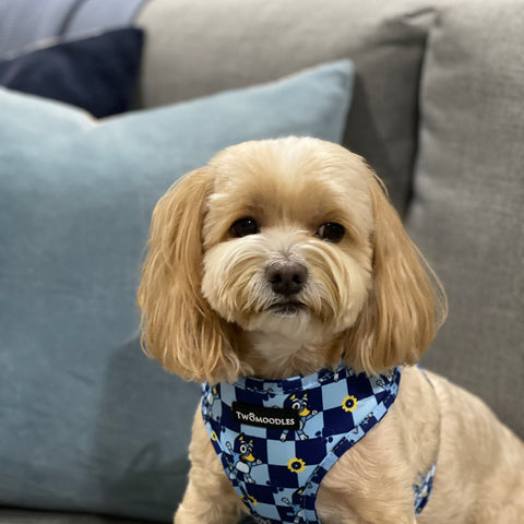HARNESS ADJUSTABLE - TRUE BLUEY