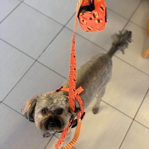 DOGEMITE LEASH - Twomoodles